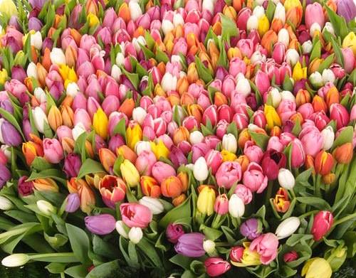 Подарите цветы на восьмое марта в детскую онкогематологию! 